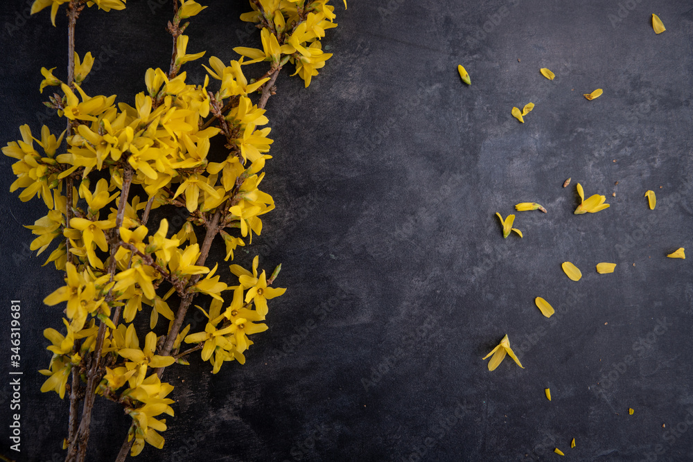 Forsythia. A forsythia twig on a dark background with a card to enter texts Forsythia. A forsythia twig on a dark background with a card to enter texts