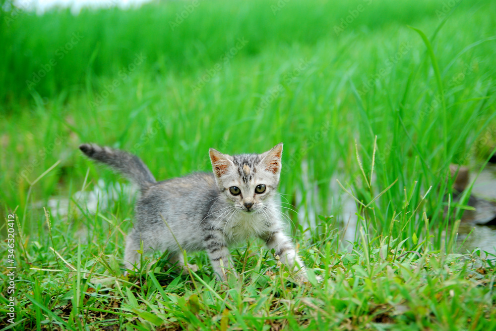 Cute domestic kittens foraging in the rice fields Cute domestic kittens foraging in the rice fields