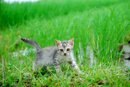 Cute domestic kittens foraging in the rice fields