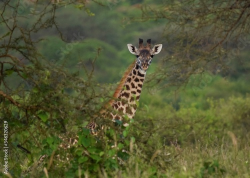 Photography giraffe in the savannah