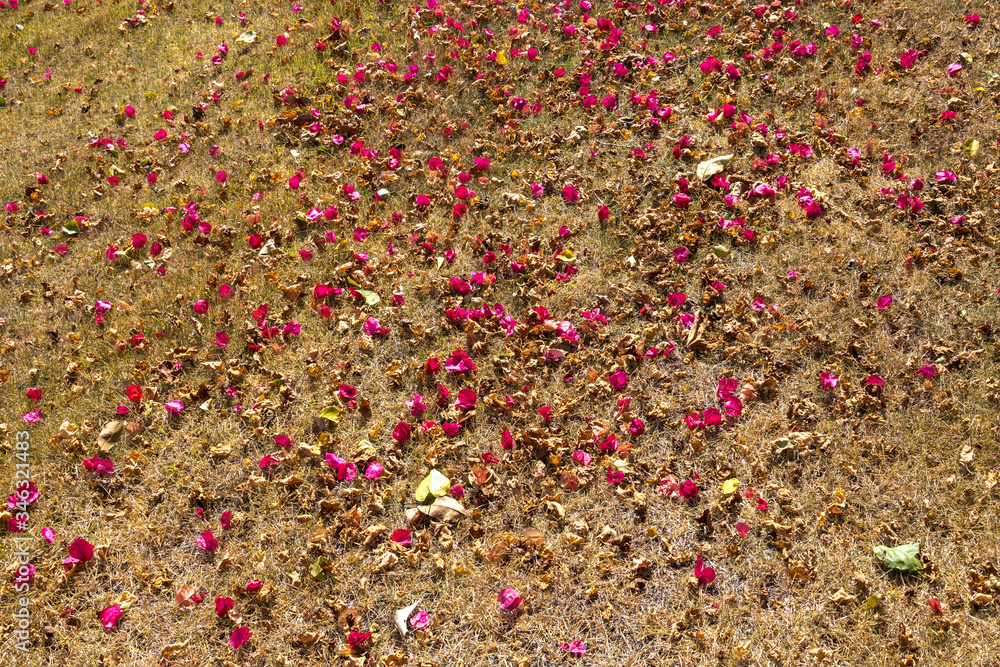 florada da primavera