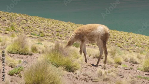 Vicugnas at the range of Miscanti Lagoon. Flamingos National Reserve Conaf. San Pedro de Atacama, Antofagasta - Chile. Desert. .