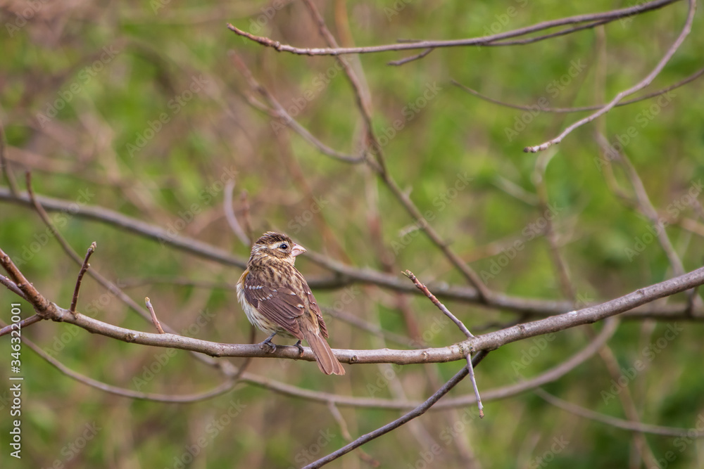 Rose-breasted grosbeak perched on a branch Rose-breasted grosbeak perched on a branch