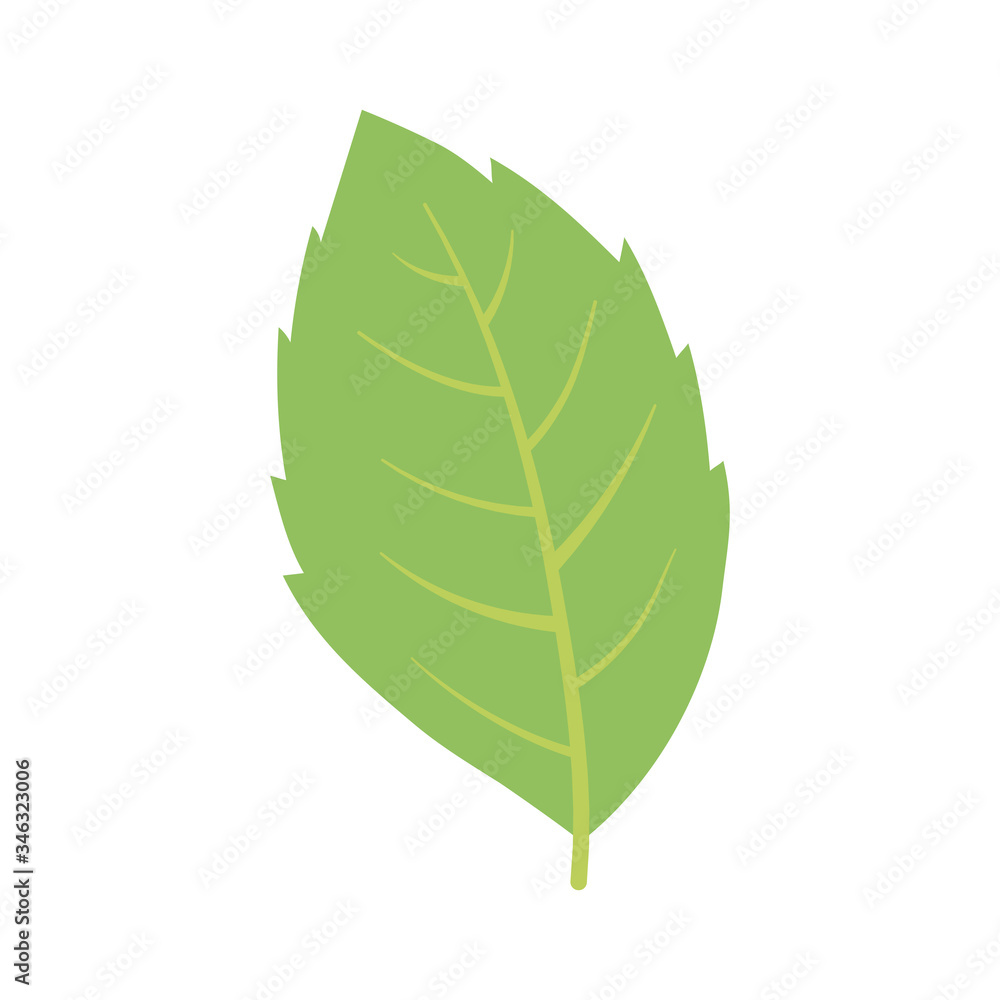 green mint leaf herbal isolated icon white background green mint leaf herbal isolated icon white background