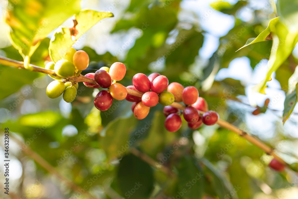 florada, fruto, grão de café florada, fruto, grão de café