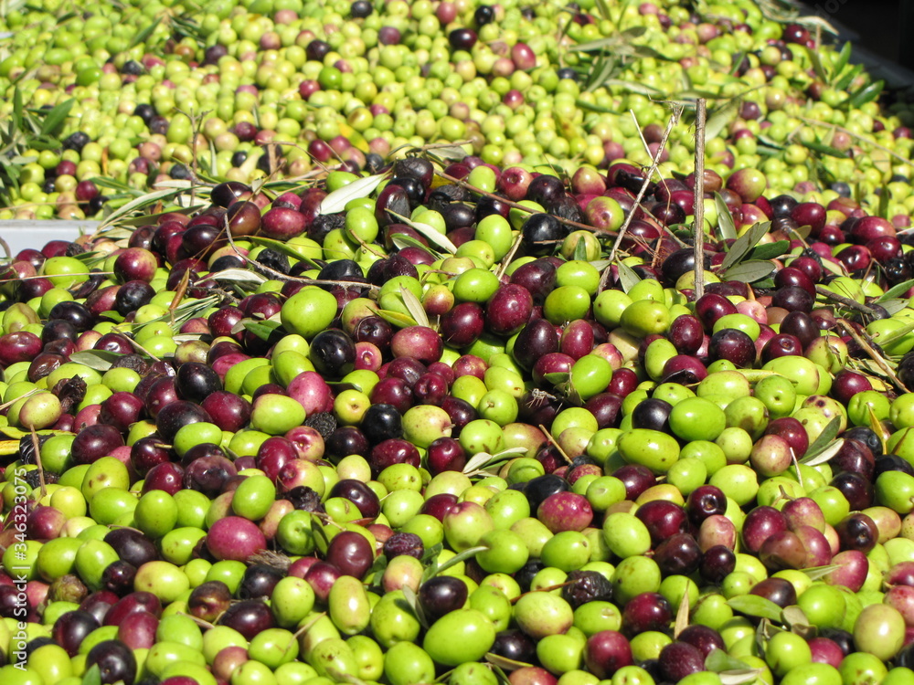 Harvest, several natural green and black olives freshly picked from an olive tree. Product illuminated by the sun and ready to produce virgin olive oil.