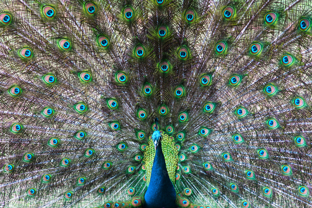 Obraz premium The exuberance of the colors in the tail of the peacock make this animal be considered an ornamental bird.