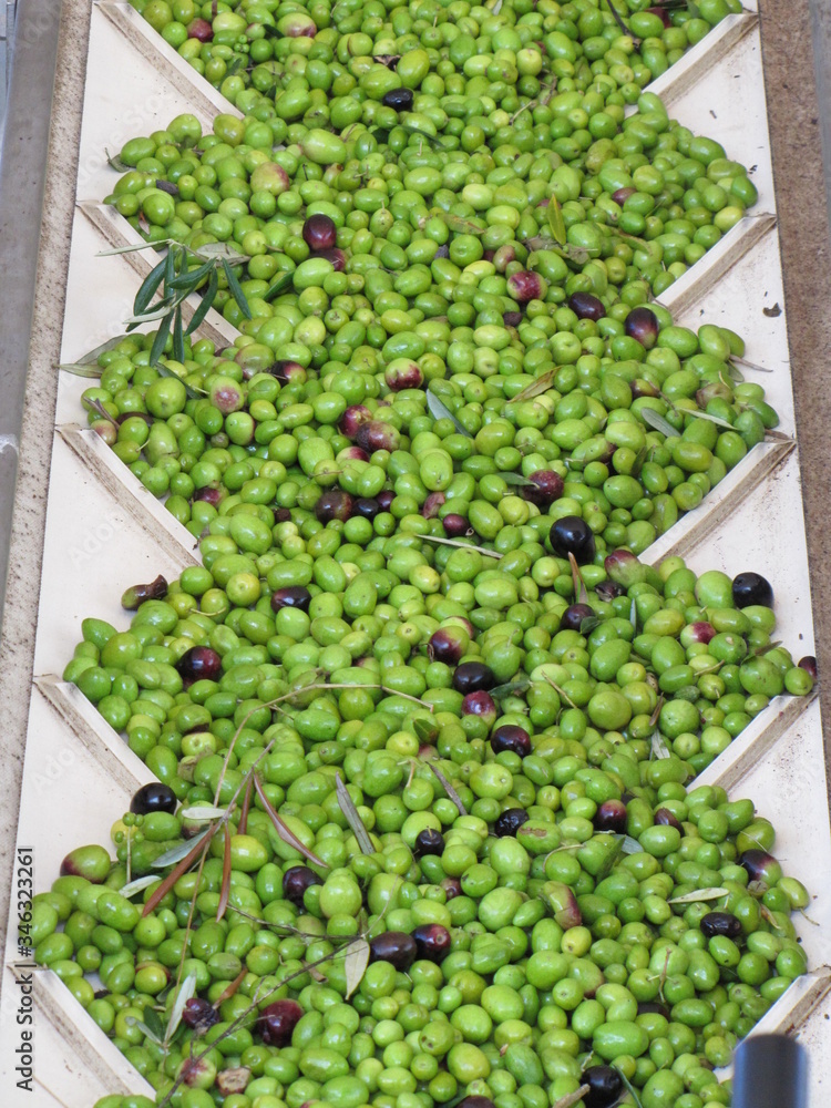 Naklejka premium Harvest, several natural green and black olives freshly picked from an olive tree. Product illuminated by the sun and ready to produce virgin olive oil.