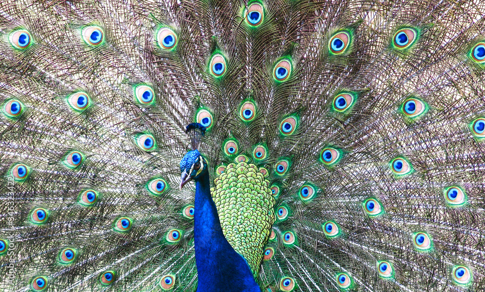 Obraz premium The exuberance of the colors in the tail of the peacock make this animal be considered an ornamental bird.