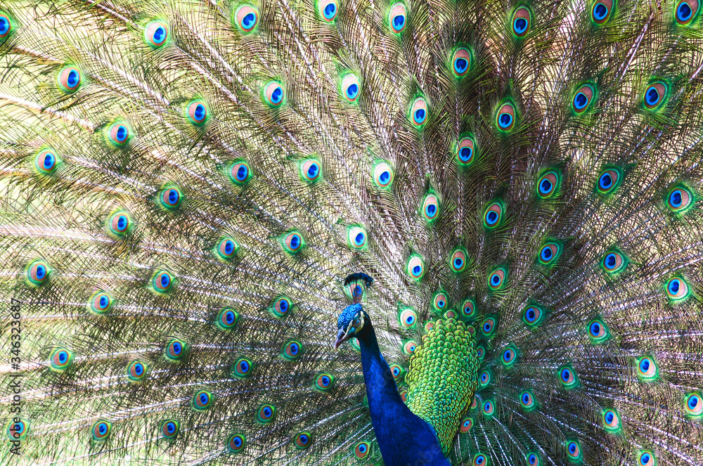 Obraz premium The exuberance of the colors in the tail of the peacock make this animal be considered an ornamental bird.