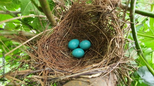 blue easter eggs in the nest.