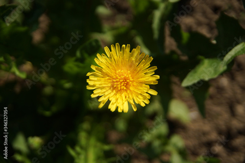 Wallpaper Mural yellow dandelion on a background of green grass in summer Torontodigital.ca