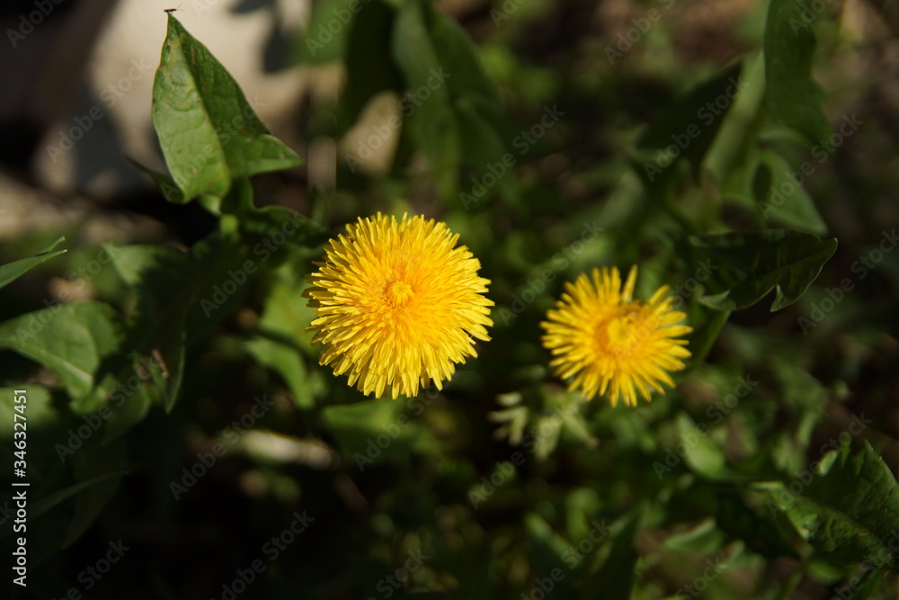 yellow dandelion on a background of green grass in summer yellow dandelion on a background of green grass in summer