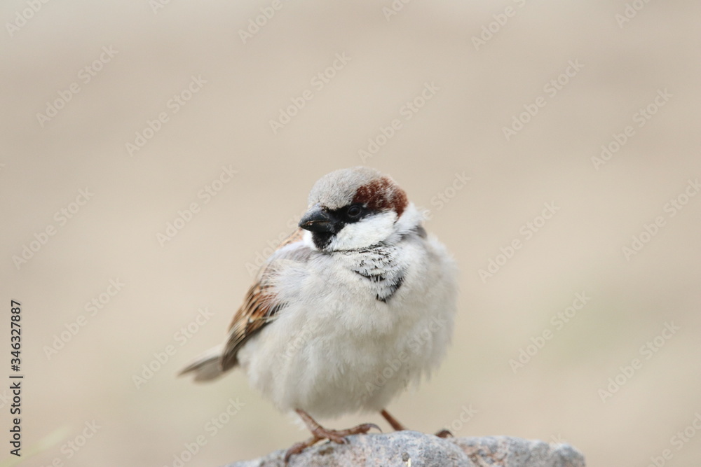 Naklejka House sparrow Scientific name Passer domesticus.
