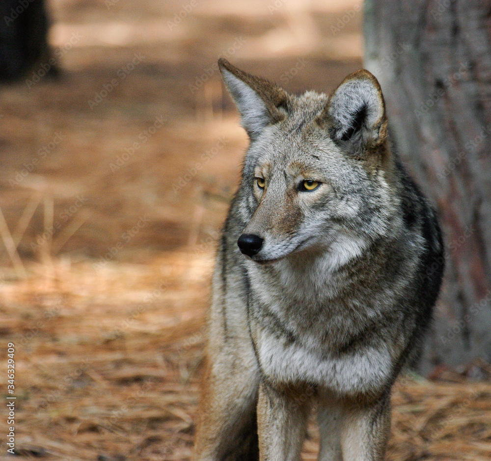 Fototapeta premium Coyote
