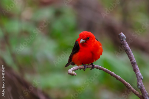 Male Scarlet Tanager perched in a forest during spring migration. 