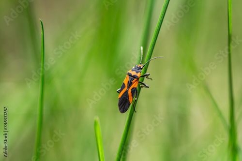 False Milkweed Bug on Leaf in Springtime
