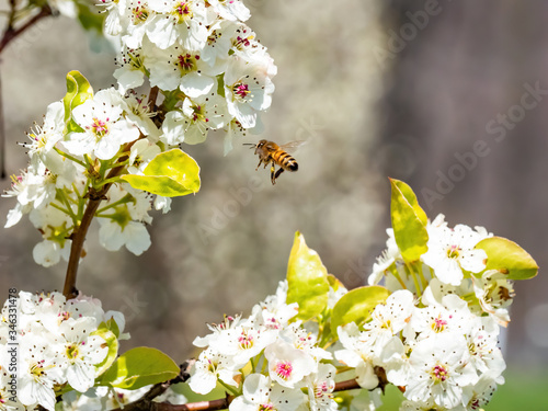 honey bee in flight with pear blossom