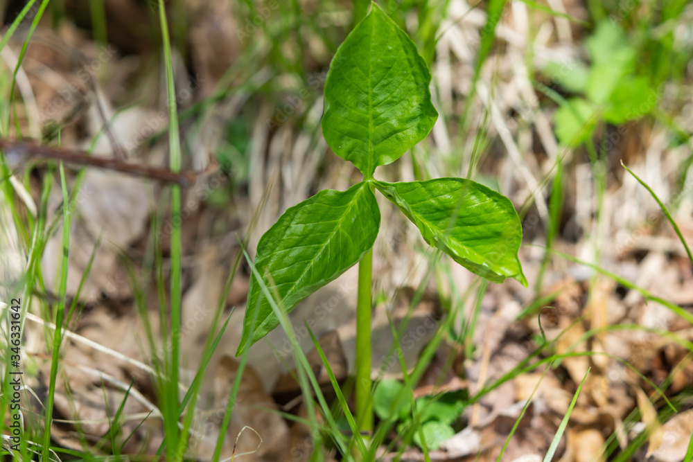Jack in the Pulpit Leaves in Springtime Jack in the Pulpit Leaves in Springtime