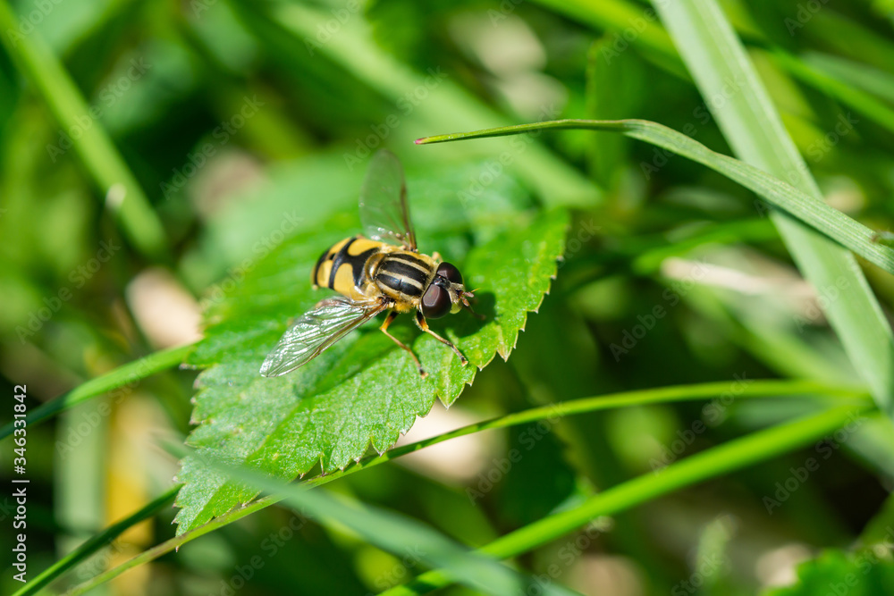 Narrow Headed Marsh Fly on Leaf Narrow Headed Marsh Fly on Leaf