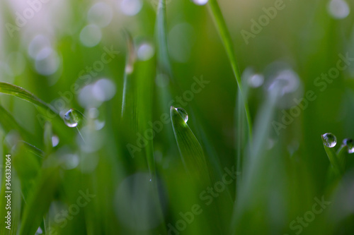 grass covered with dew