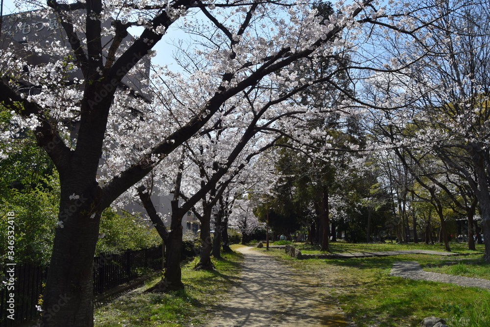 桜