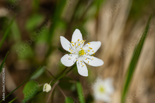 Rue Anemone Flower in Springtime