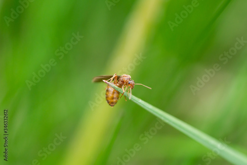 Small Honey Ant on Leaf in Springtime