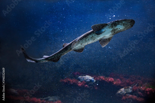 Valokuva The small-spotted catshark, sandy dogfish, lesser-spotted dogfish, Rough-hound, Morgay (Scyliorhinus canicula)