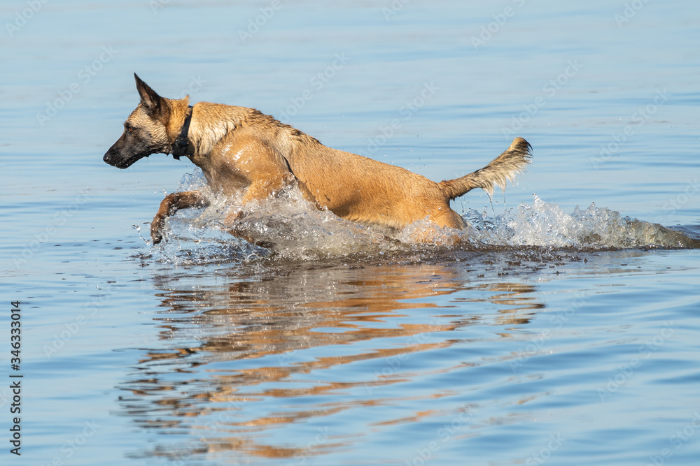 Belgian Malinois dog running through the water Belgian Malinois dog running through the water