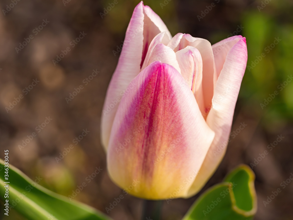 pink and white tulip blooming pink and white tulip blooming