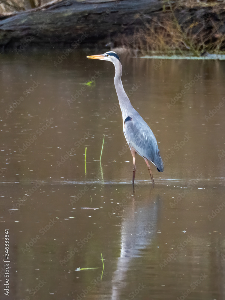 great blue hero standing in water with reflection great blue hero standing in water with reflection
