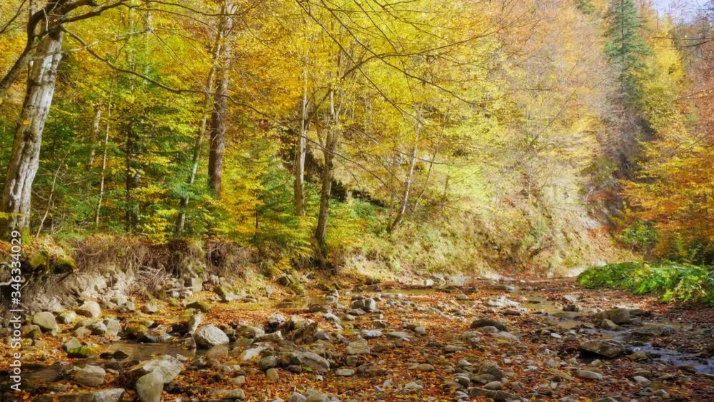 Autumn leaves falling on a bright sunny day The leaves changing color in the peaceful forest. Autumn landscape. Fallen leaves lying on the ground. Autumn leaves falling on a bright sunny day The leaves changing color in the peaceful forest. Autumn landscape. Fallen leaves lying on the ground.