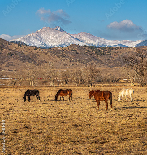 horses on a mountain pasture