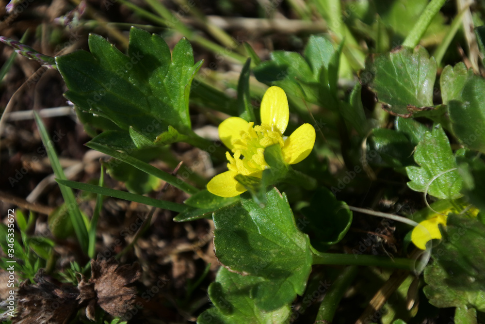 Japanese buttercup, a tiny and cute flower Japanese buttercup, a tiny and cute flower