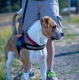 An eye level frontal view of a standing, harnessed white and tan mixed breed Pittie/Beagle dog, head turned, with the partial view a persons legs in the background
