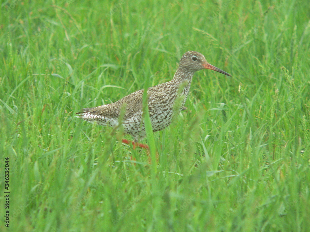 Common redshank or simply redshank (Tringa totanus) Common redshank or simply redshank (Tringa totanus)