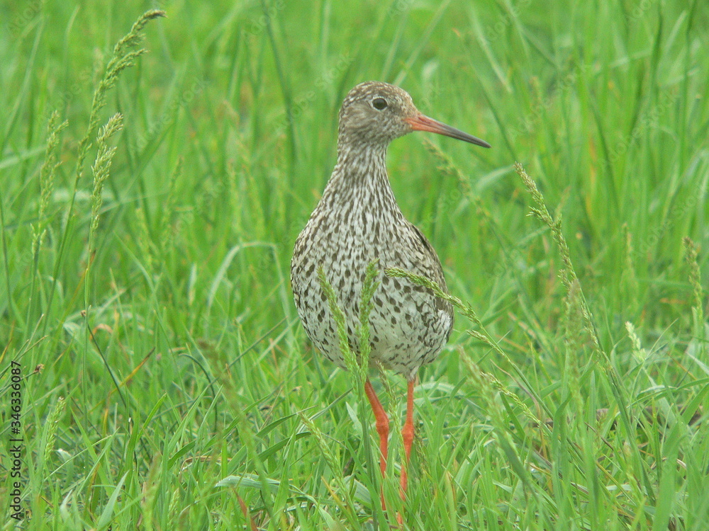 Common redshank or simply redshank (Tringa totanus) Common redshank or simply redshank (Tringa totanus)