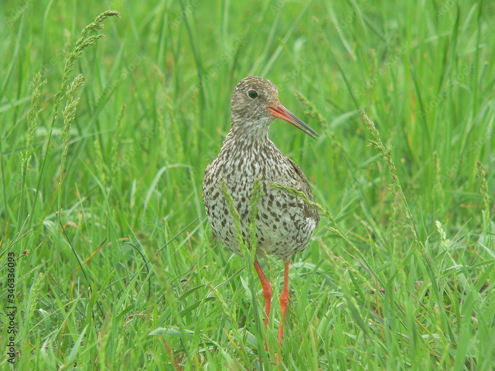 Common redshank or simply redshank (Tringa totanus) 