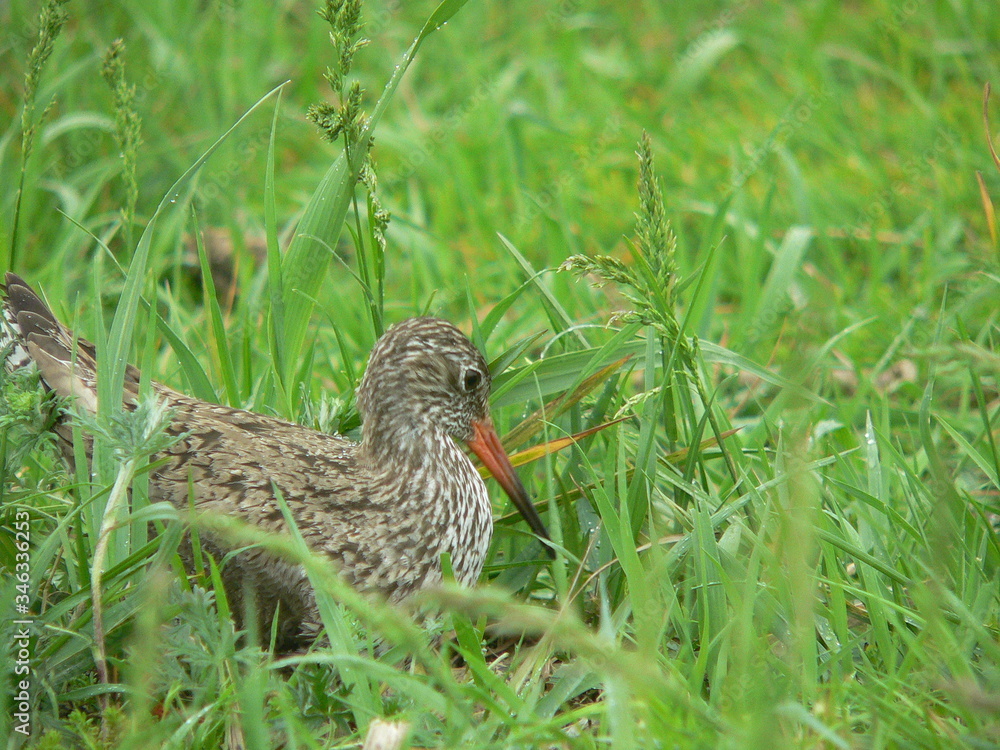 Common redshank or simply redshank (Tringa totanus) Common redshank or simply redshank (Tringa totanus)