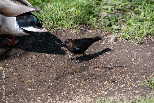 A picture of a male Brown-headed cowbird perching on the ground. Vancouver, BC, Canada 