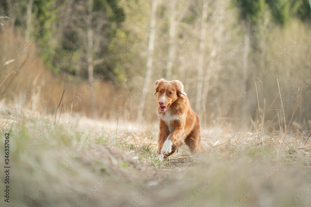 the dog runs in the field. Active pet in nature. Nova Scotia Duck Tolling Retriever the dog runs in the field. Active pet in nature. Nova Scotia Duck Tolling Retriever