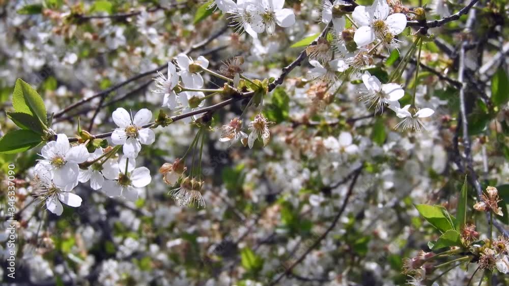 fruit tree blooming in spring, a cherry tree with many flowers, flowering trees, fruit tree blooming in spring, a cherry tree with many flowers, flowering trees,