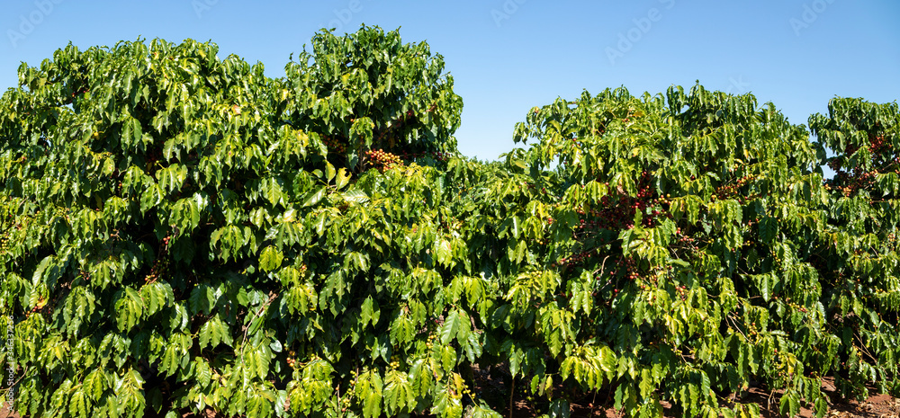 Beautiful coffee plantation, grain on the branches