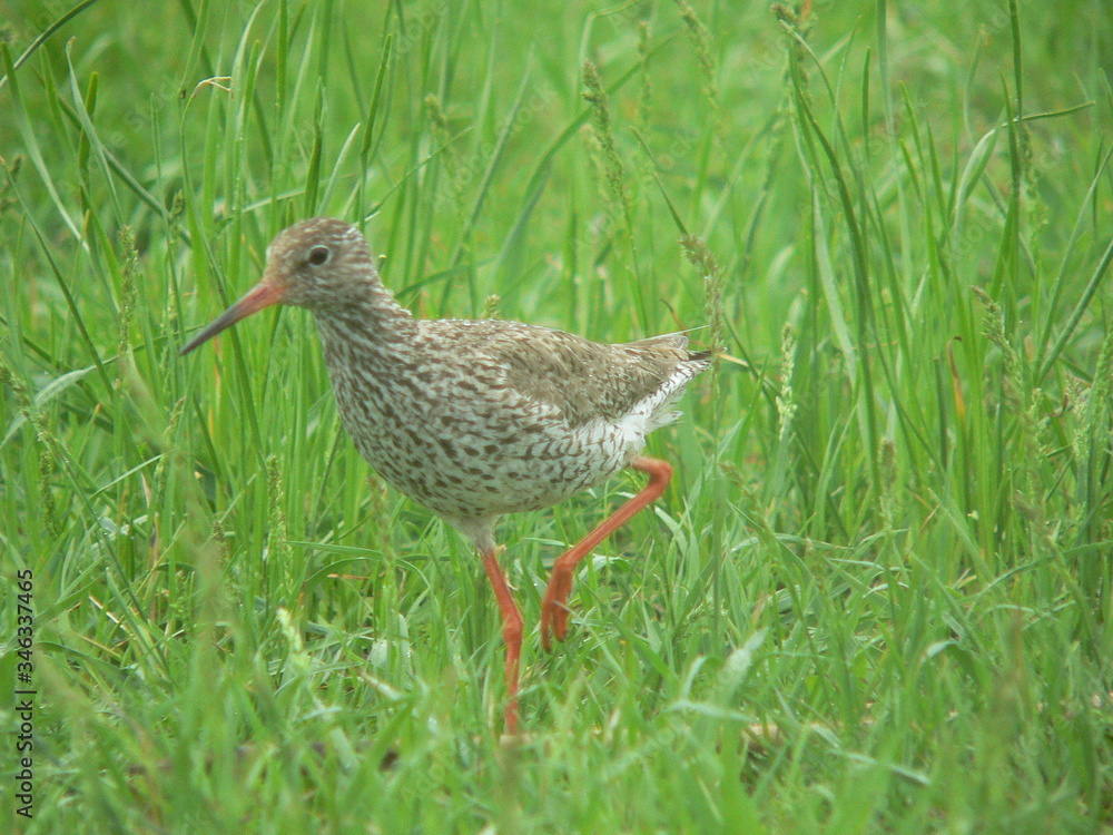 Common redshank or simply redshank (Tringa totanus) Common redshank or simply redshank (Tringa totanus)