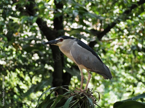 Night Heron perched on a tree 3