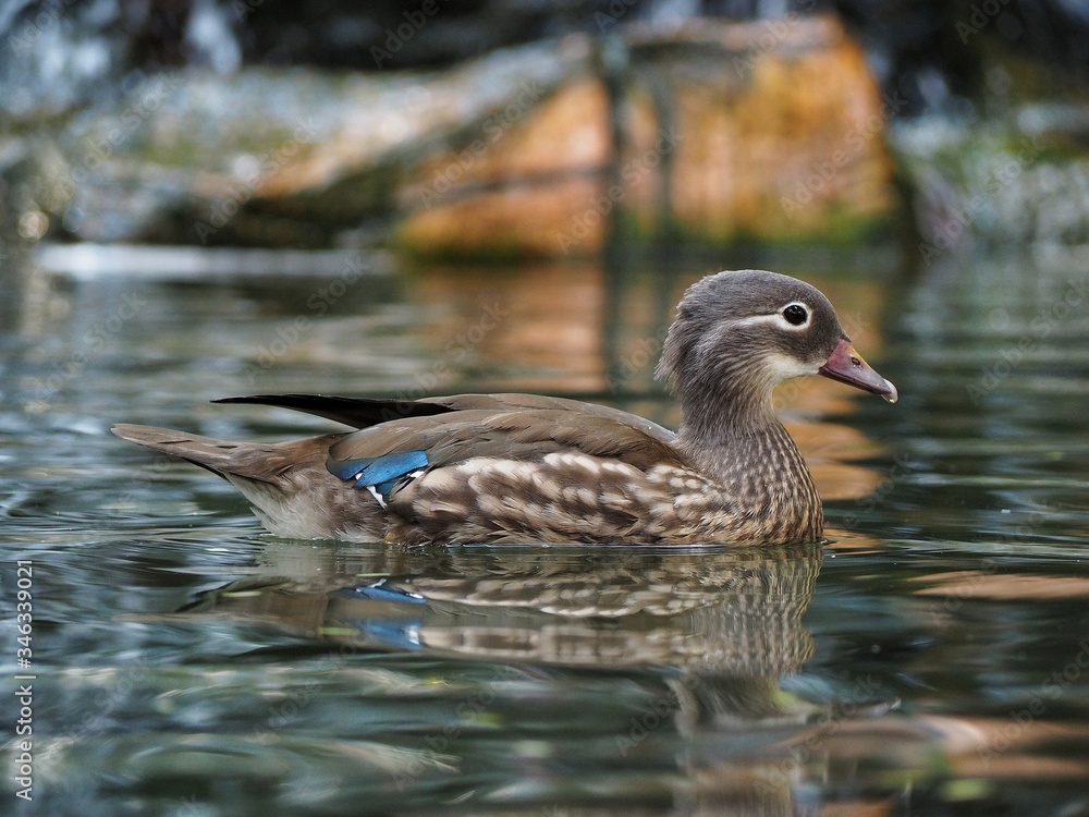 Close up of female Mandarin Duck swimming 2