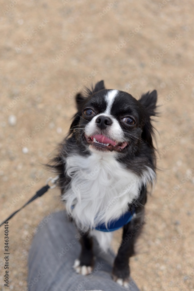 Fototapeta premium It is a picture of Chihuahuas taking a walk 