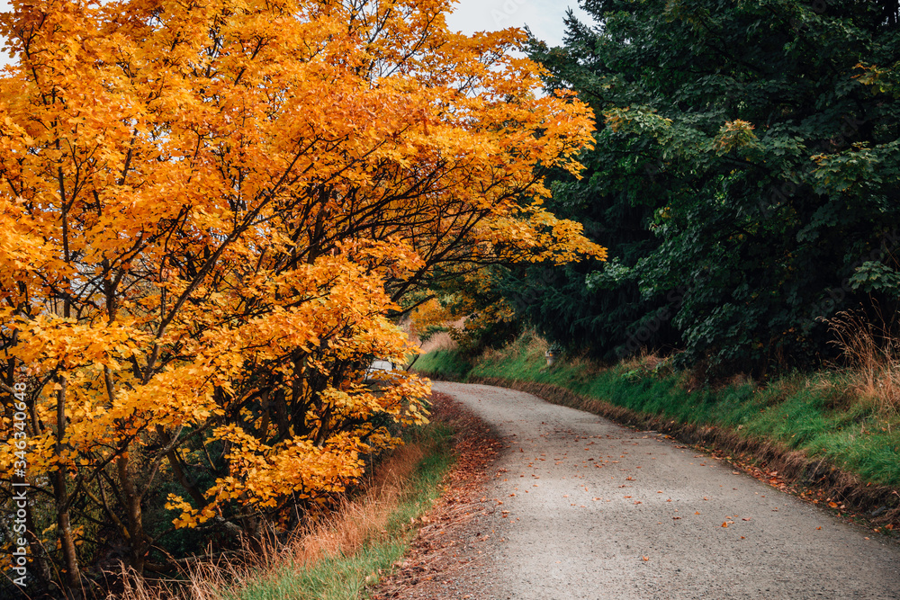 Fototapeta premium Autumn leaves orange red yellow fall way trail trees floor