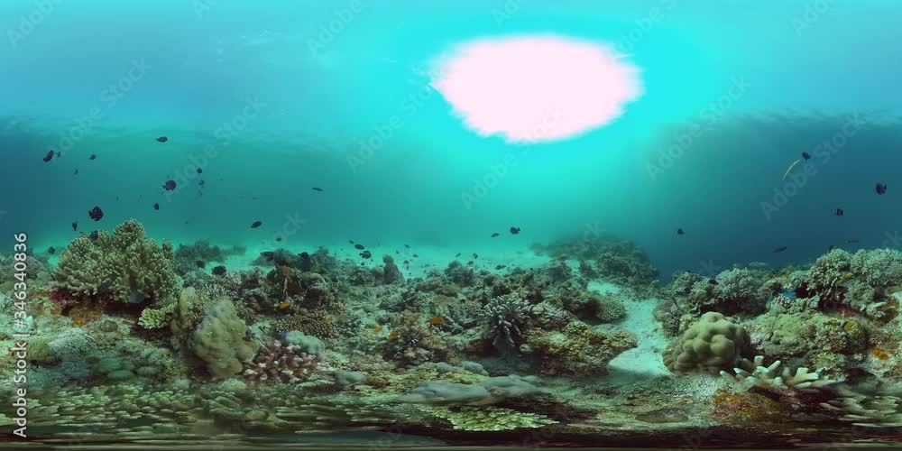 Tropical fishes and coral reef underwater. Hard and soft corals, underwater landscape. Travel vacation concept Tropical fishes and coral reef underwater. Hard and soft corals, underwater landscape. Travel vacation concept